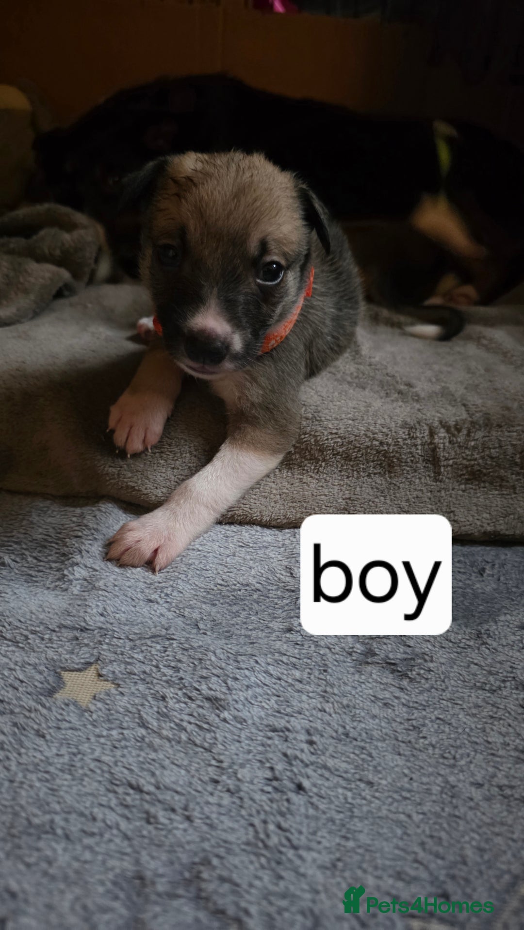 Mixed Breed dogs for sale: Beautiful collie x kelpie puppies  - Image 4