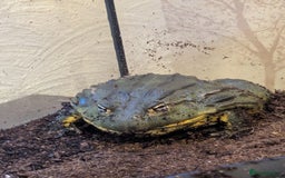 Frog reptiles for sale: Male Giant African Bull Frog - Image 4