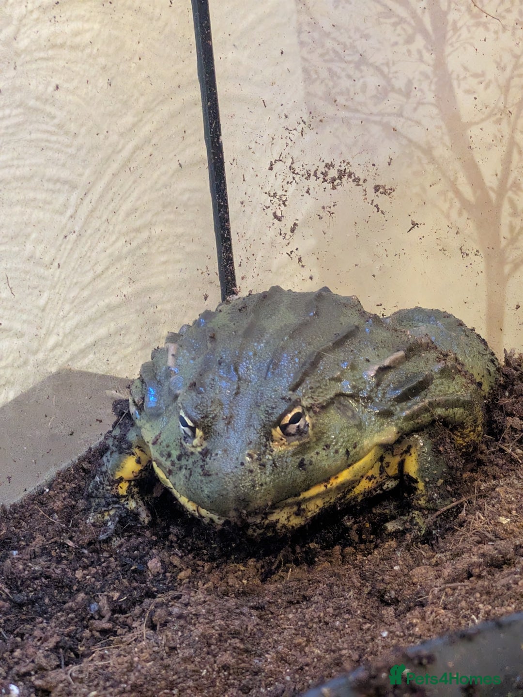 Frog reptiles for sale: Male Giant African Bull Frog - Image 4