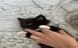 Mixed Breed cats for sale: Lovely kittens  - Image 2