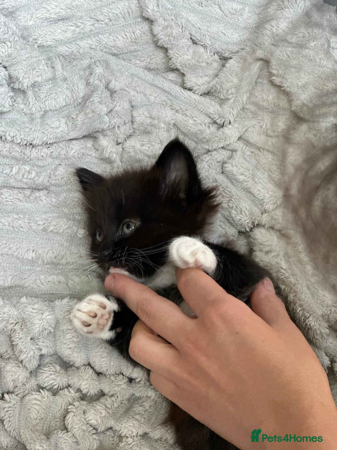 Mixed Breed cats for sale: Lovely kittens  - Image 2