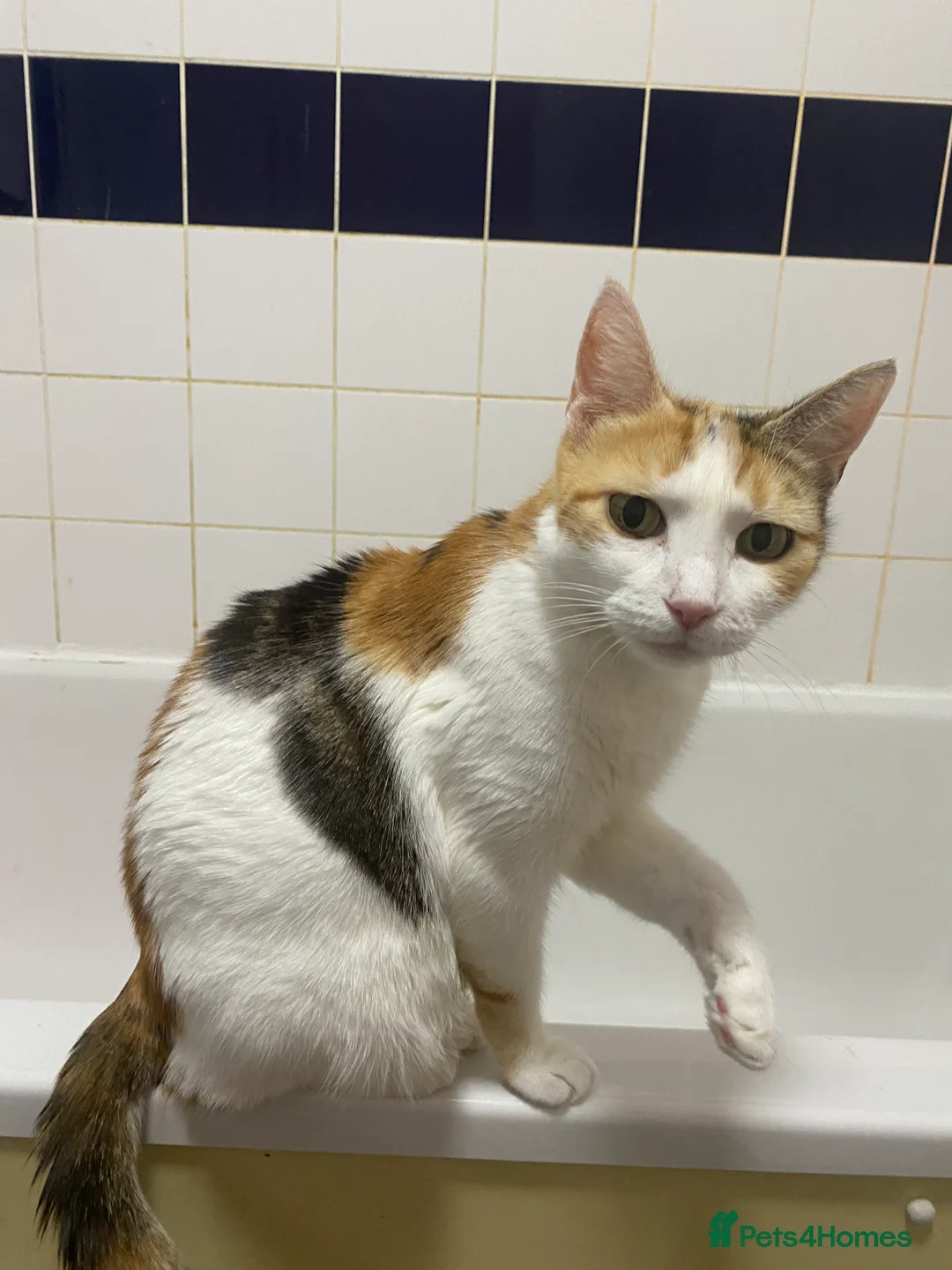 Mixed Breed cats for sale: Two playful, cheeky girls  - Advert 1