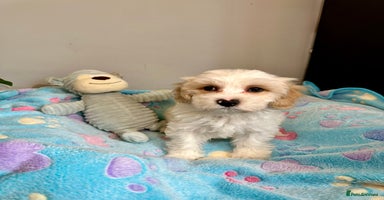 Cavachon dogs - Advert 2