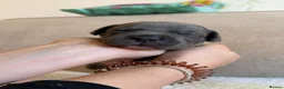 Staffordshire Bull Terrier dogs for sale: Gorgeous staffordshire bull terrier puppies - Advert 13