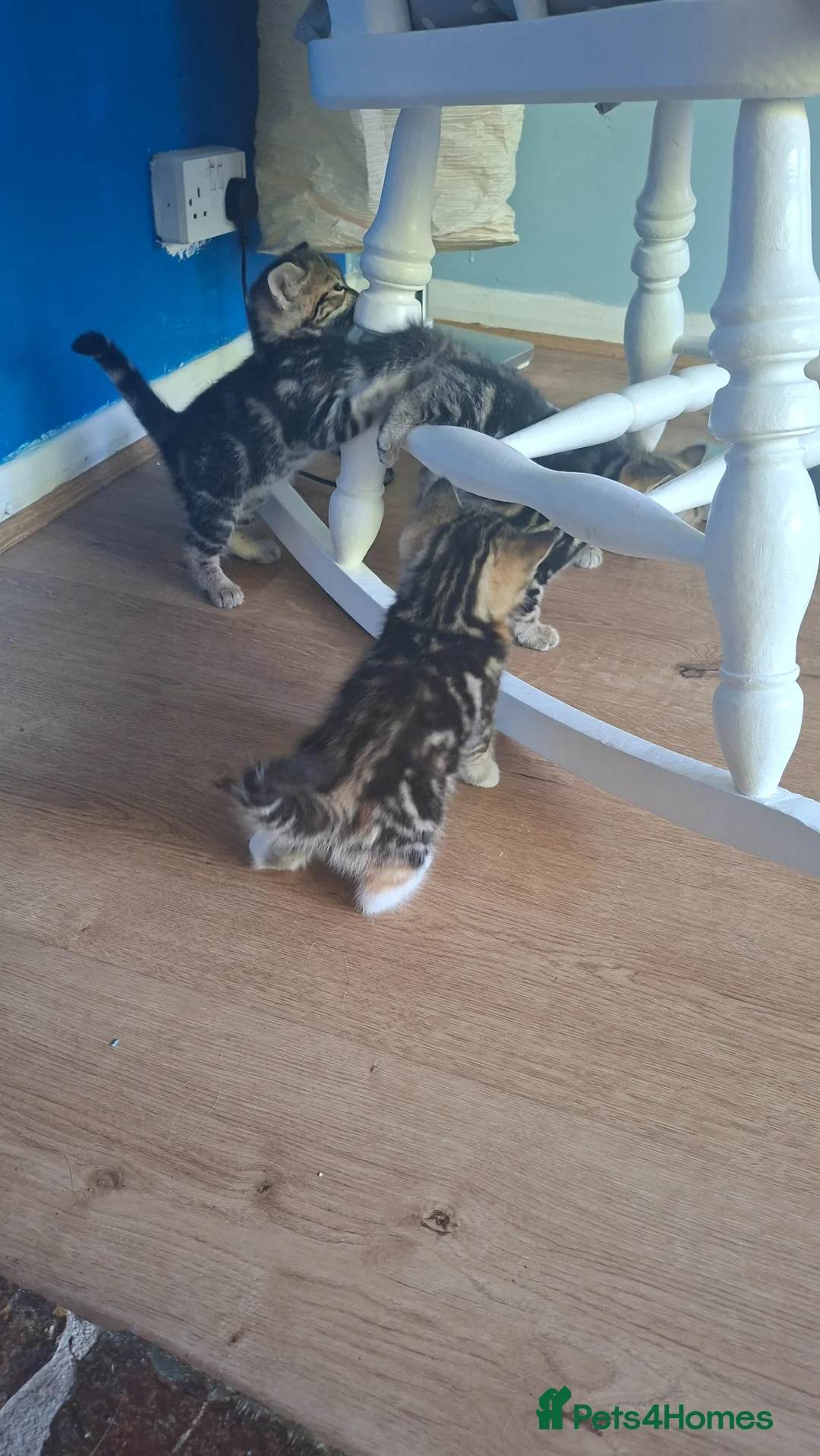Mixed Breed cats for sale: Beautiful kittens for sale with stunning markings. in Newton Abbot - Advert 2