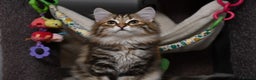 Siberian cats for sale: Siberian From Tunguska House Cattery - Advert 25