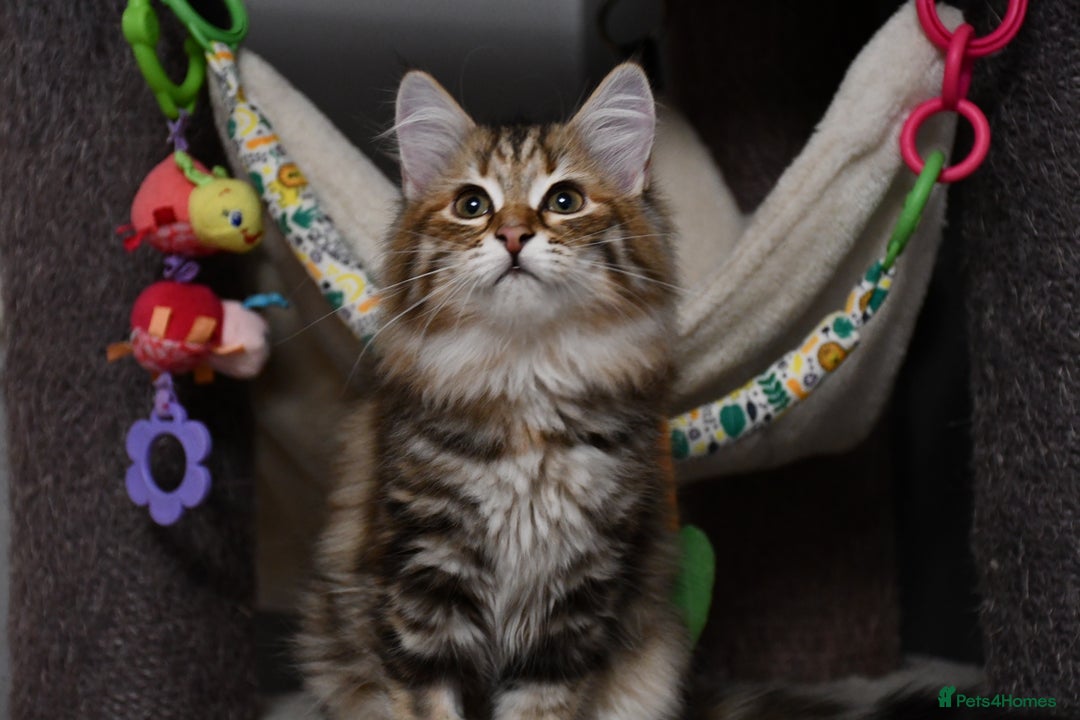 Siberian cats for sale: Siberian From Tunguska House Cattery - Advert 25