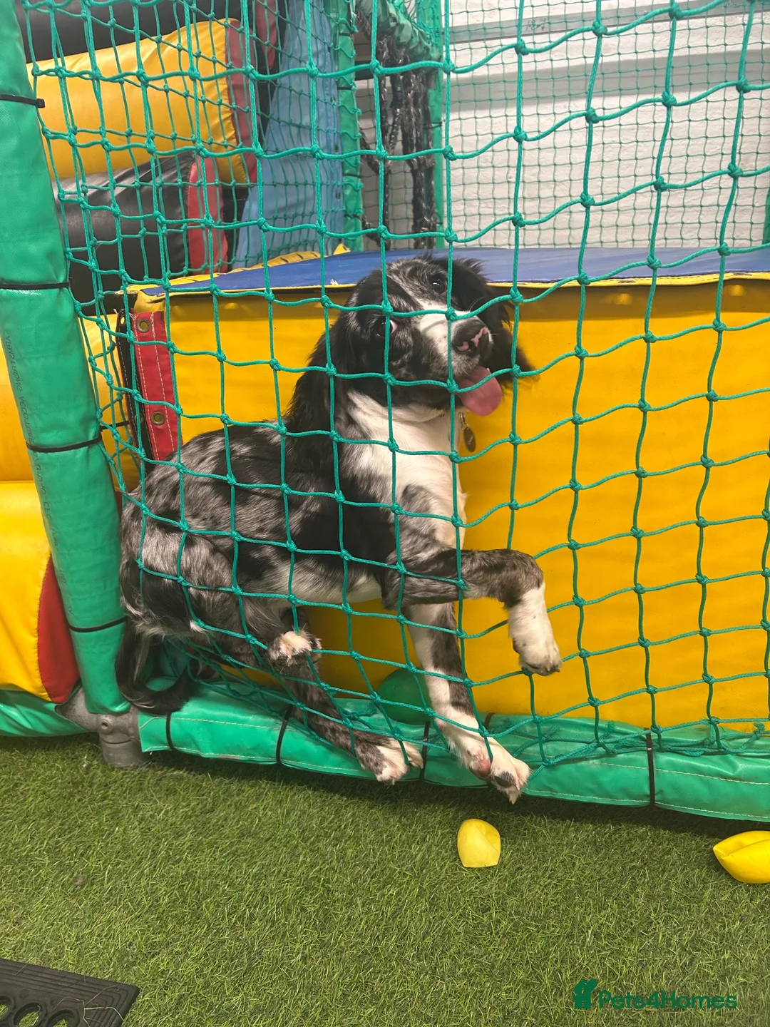 English Springer Spaniel dogs for sale: Beautiful Springer spaniel girl in Saint Leonards-on-sea - Advert 5