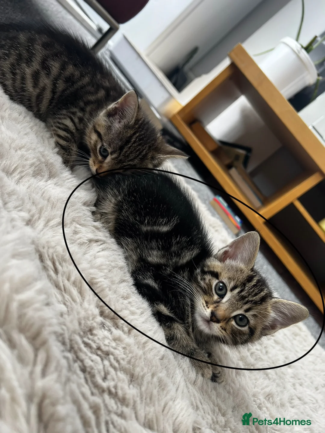 Mixed Breed cats for sale: Kittens for sale🐈‍⬛🐈❤️ - Advert 2