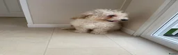 Miniature Poodle dogs for sale: Two beautiful miniature poodles  - Advert 4