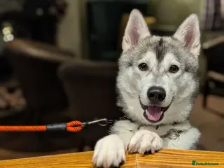 Utonagan dogs Husky for Sale. - Advert 8