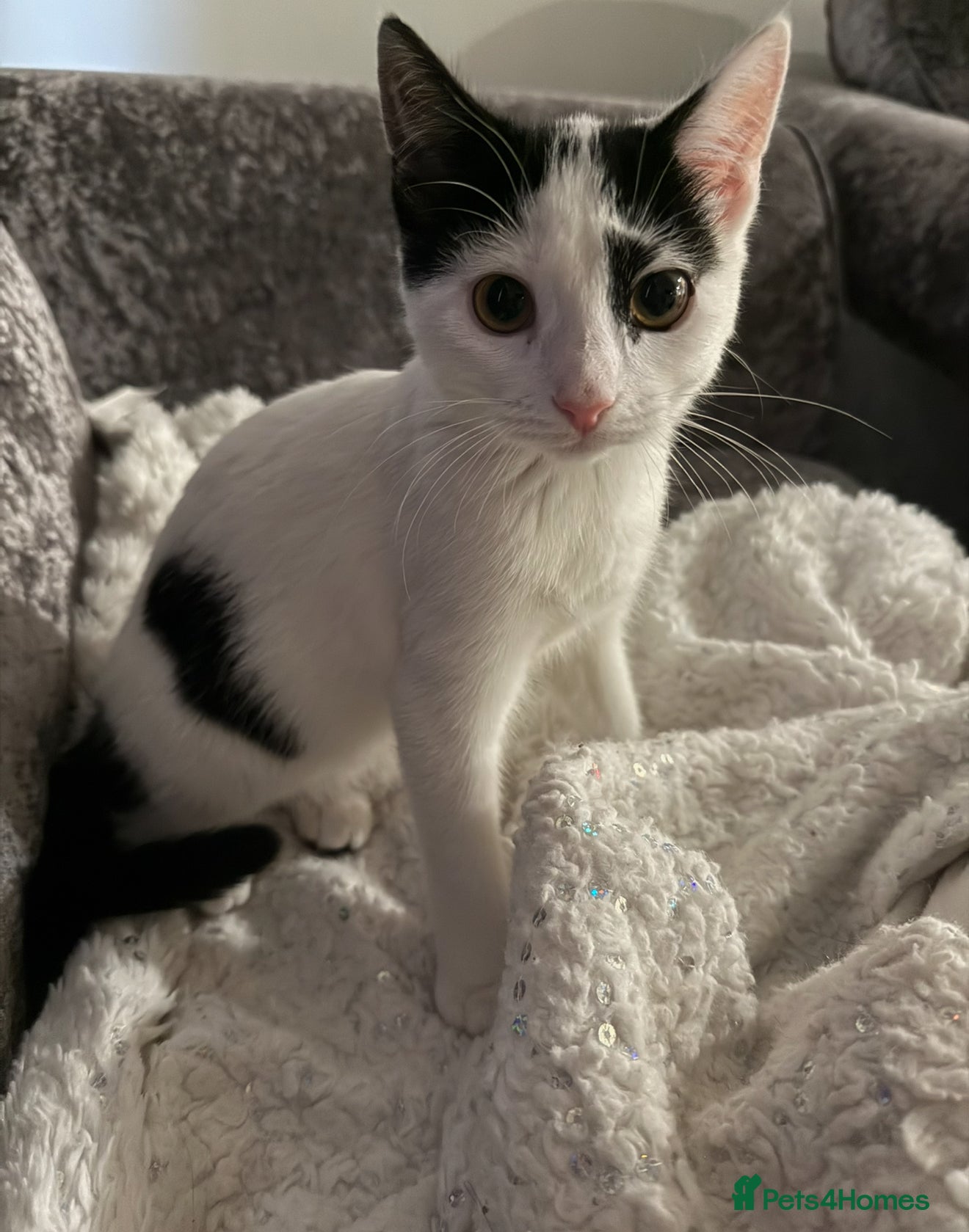 Domestic Shorthair cats 5 kittens - Advert 3