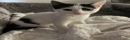 Domestic Shorthair cats for sale: 5 kittens - Advert 1