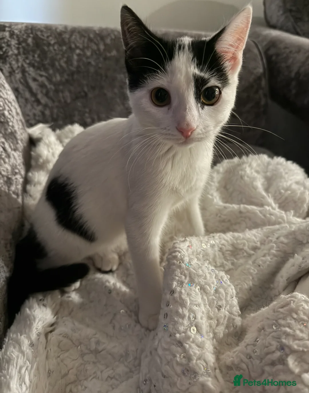Domestic Shorthair cats for sale: 5 kittens - Advert 1
