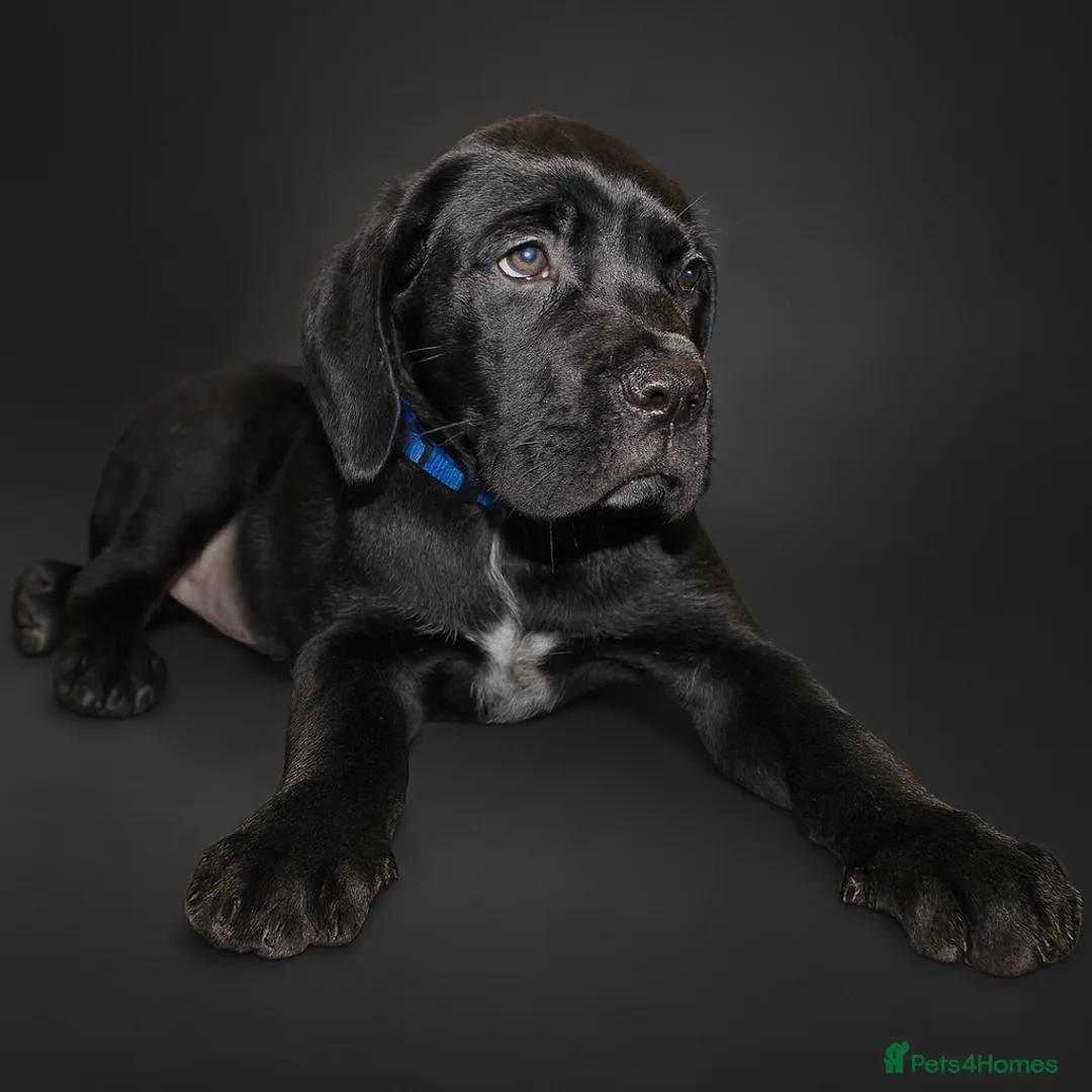 Cane Corso dogs for sale: PRICE DOWN, 1 BOY 2 GIRLS LEFT - Advert 1