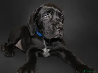 Cane Corso dogs ‼️‼️only 1Boy and 2Girls left ‼️‼️ - Advert 3