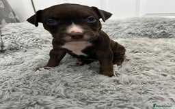 American Bull Staffy dogs for sale: Staffy Bull Puppies - Advert 27