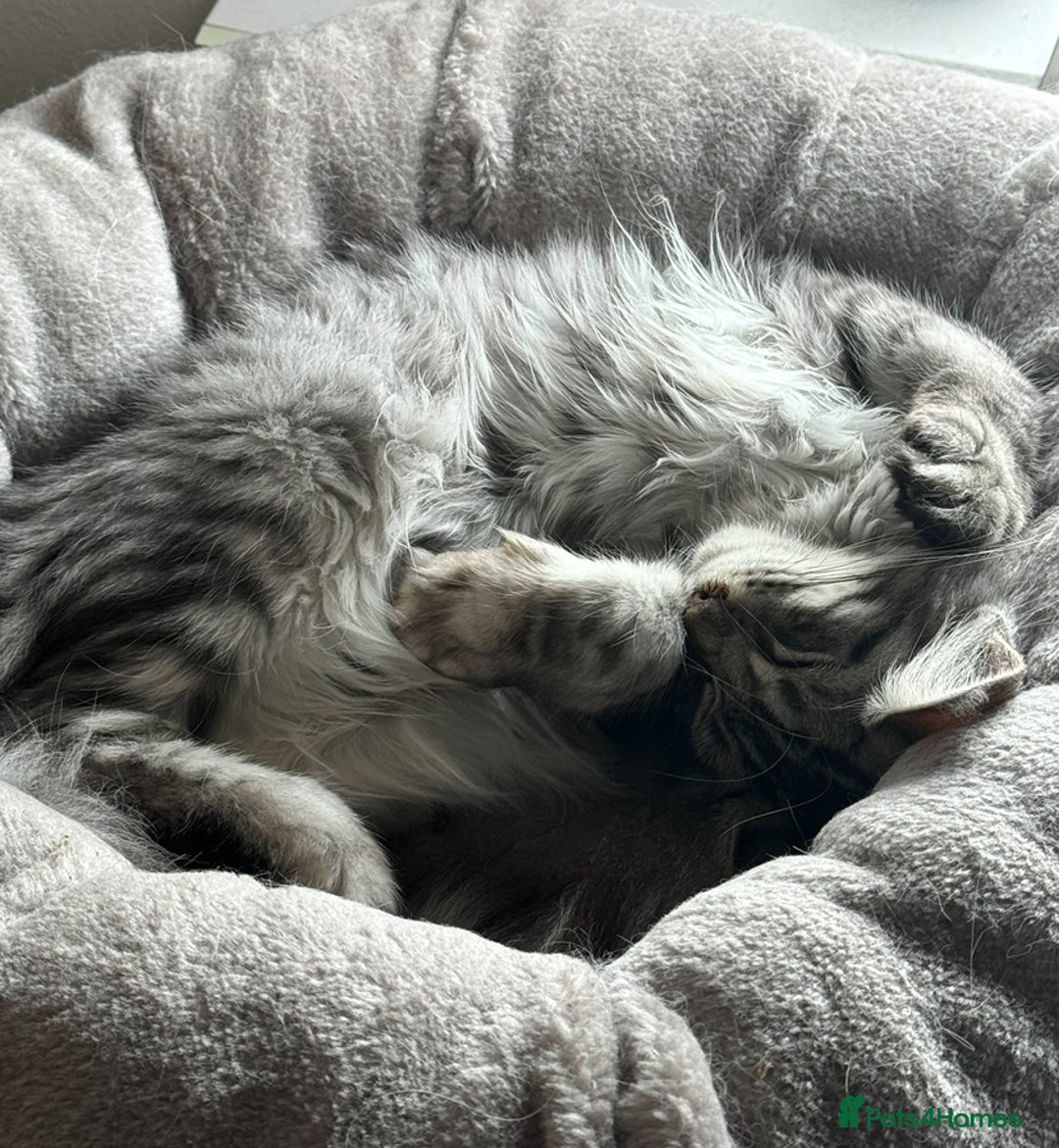 Maine Coon cats for sale: X Maine coon Silver Tabby Female  - Advert 6