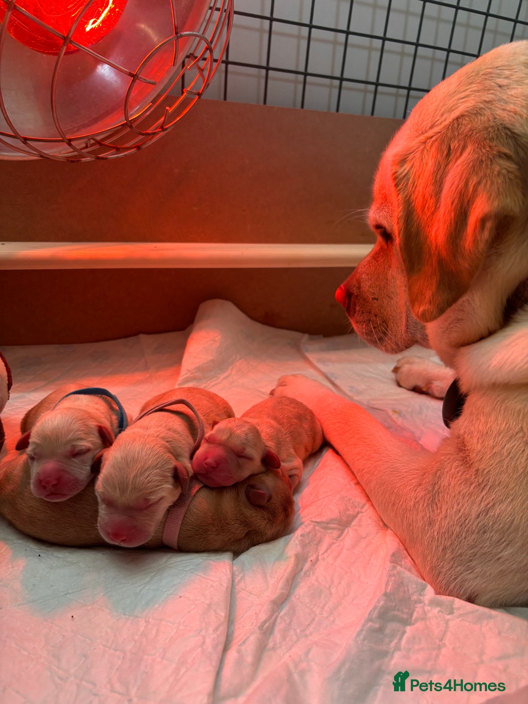 Labrador Retriever dogs for sale: Extensively health tested Labrador puppies - Image 15