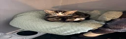 Domestic Shorthair cats for sale: Two lovely kittens looking for their forever homes - Advert 9