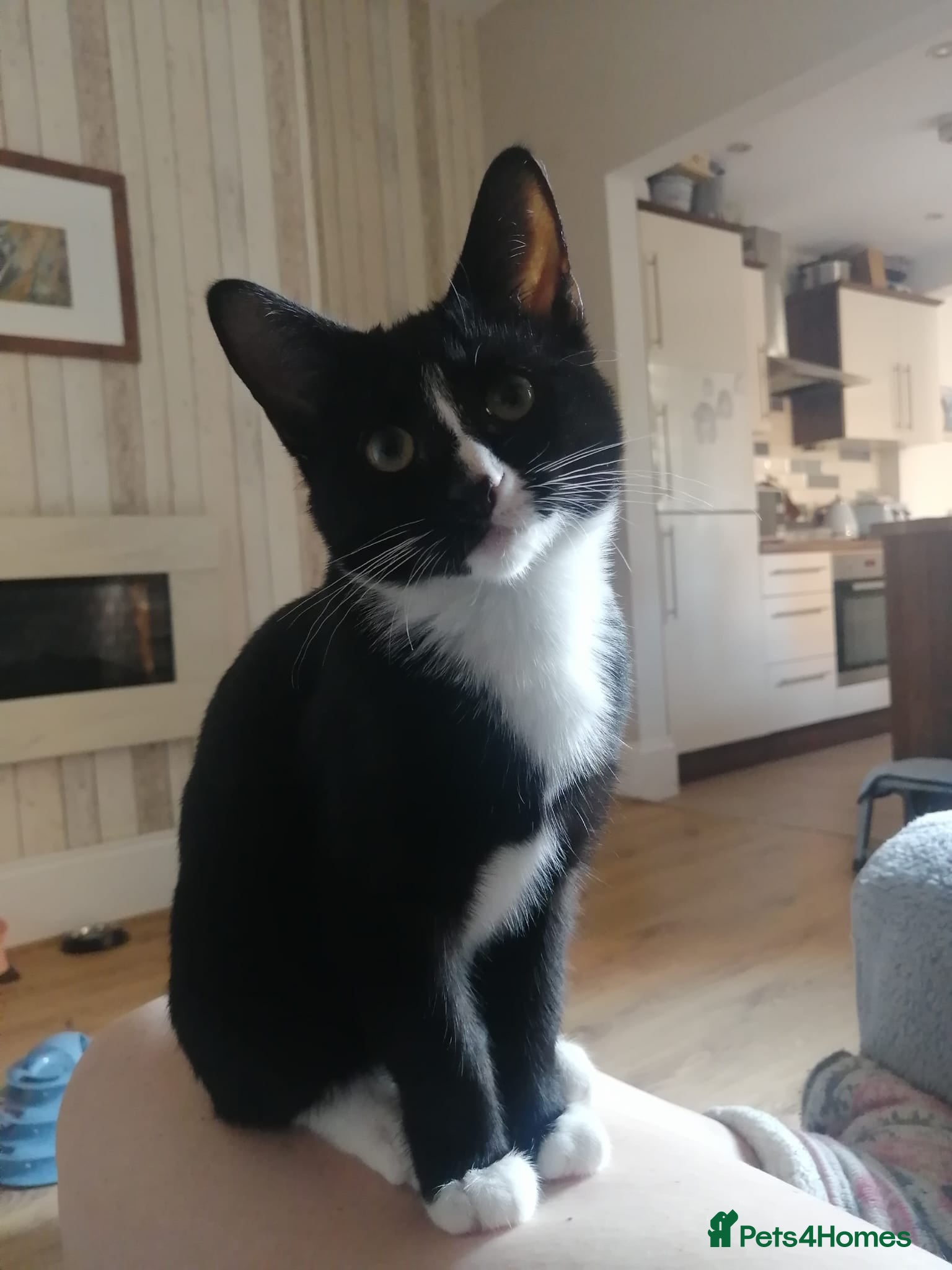 Mixed Breed cats Siamese British Shorthair Mix Good homes only - Advert 4