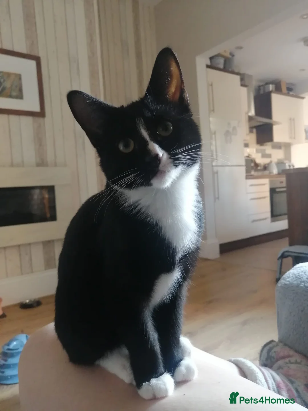 Mixed Breed cats for sale: Siamese British Shorthair Mix Good homes only - Advert 1