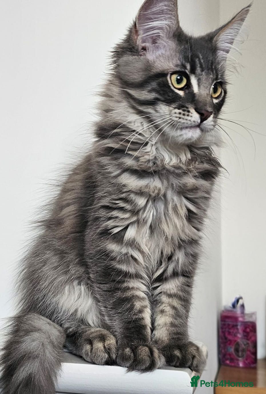 Maine Coon cats Gorgeous, sociable maine coon kittens  - Advert 2