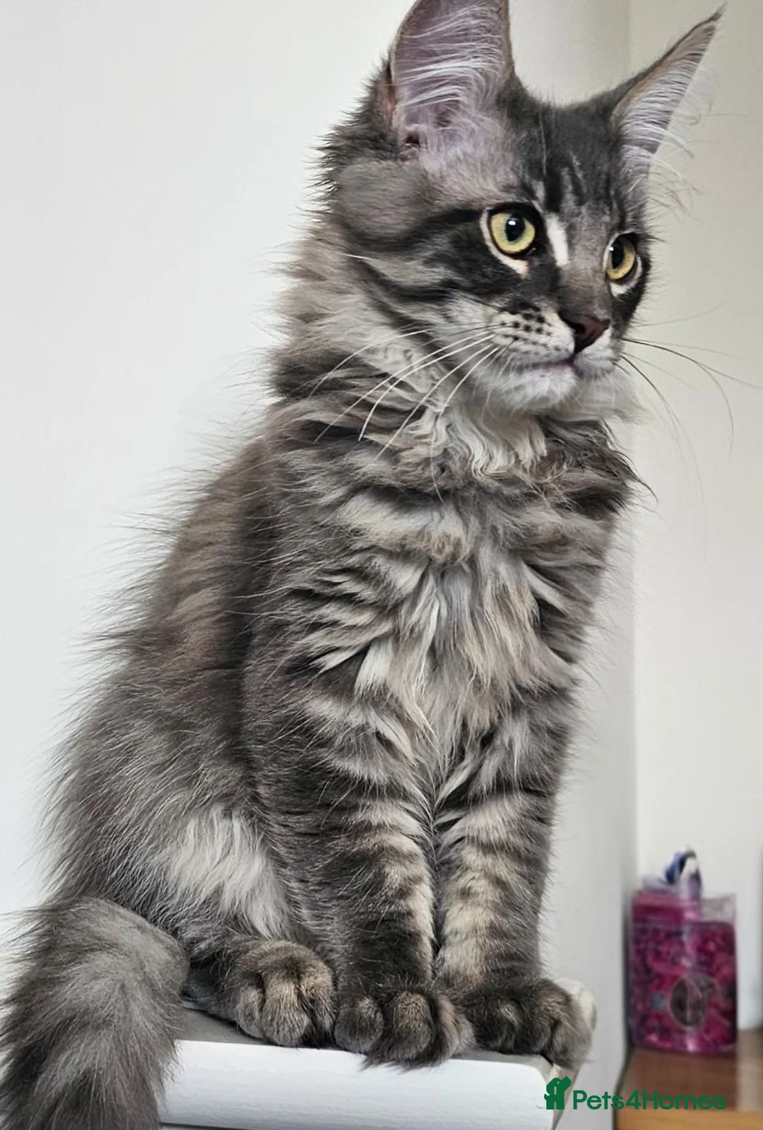 Maine Coon cats for sale: Gorgeous, sociable maine coon kittens  - Advert 2