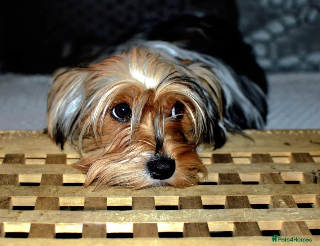 Yorkshire Terrier dogs for sale: READY NOW..PEDIGREE YORKSHIRE TERRIER FOR SALE - Advert 18