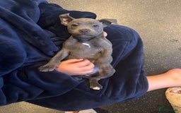 Staffordshire Bull Terrier dogs for sale: Blue Staffordshire bull terrier puppies  - Image 15