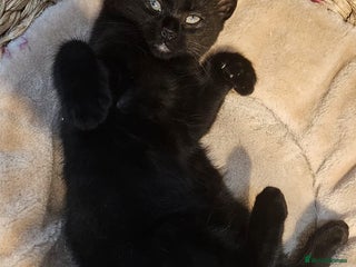 Maine Coon cats Maine coon cross kittens - Advert 11