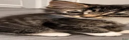 Mixed Breed cats for sale: 3 Beautiful Kittens Looking for Loving Homes - Advert 4