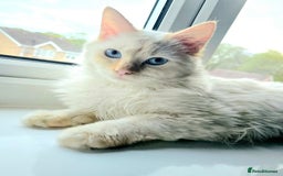Ragdoll cats for stud: GCCF Eu**an Champion line Ragdoll Stud - Image 2