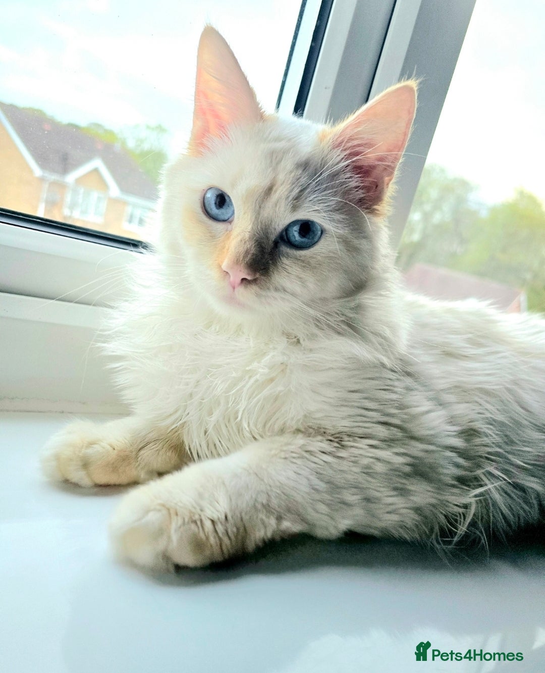 Ragdoll cats for stud: GCCF Eu**an Champion line Ragdoll Stud - Image 2