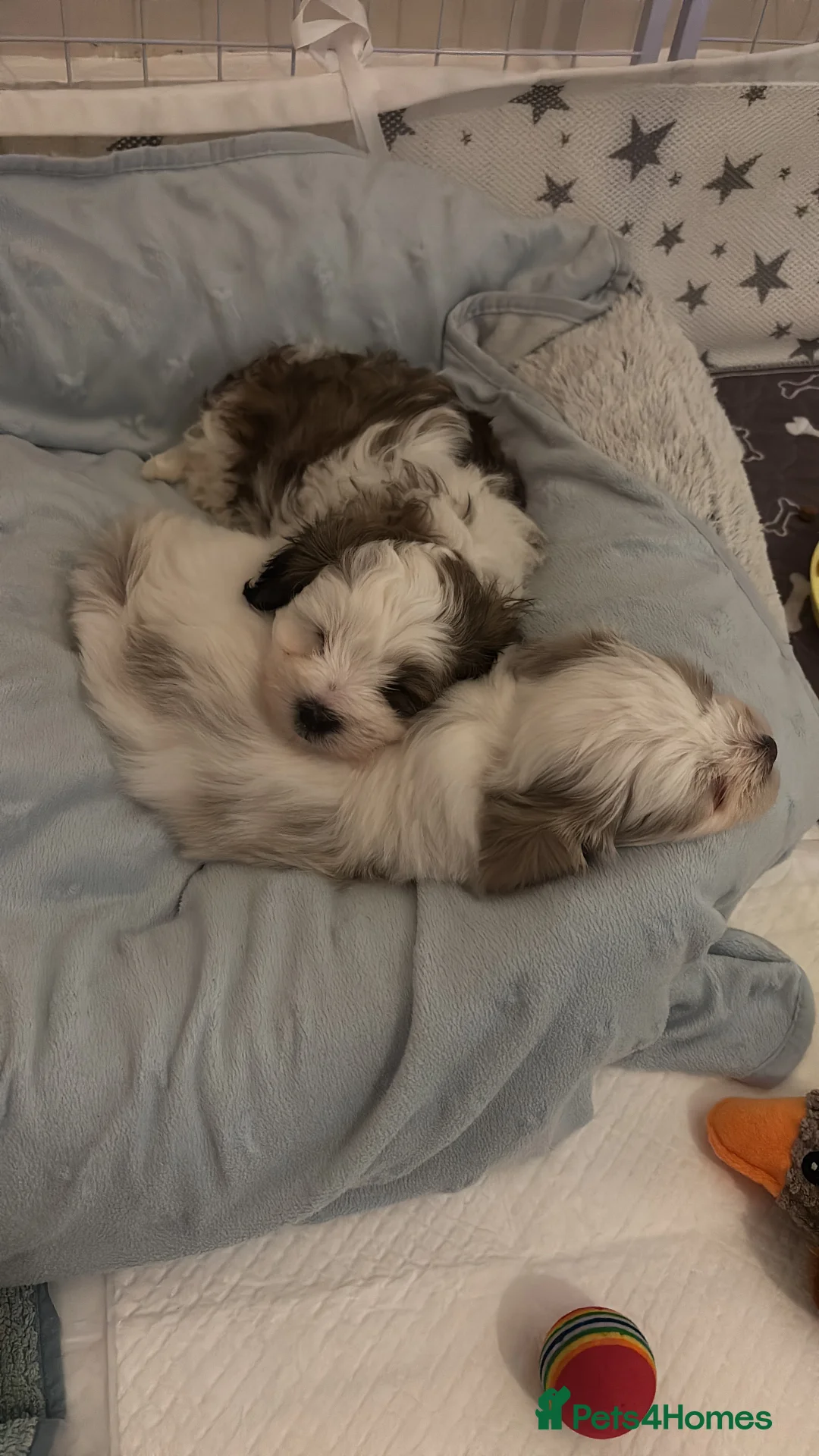 Mixed Breed dogs for sale: Malshipoo Puppy looking for his forever home - Advert 6