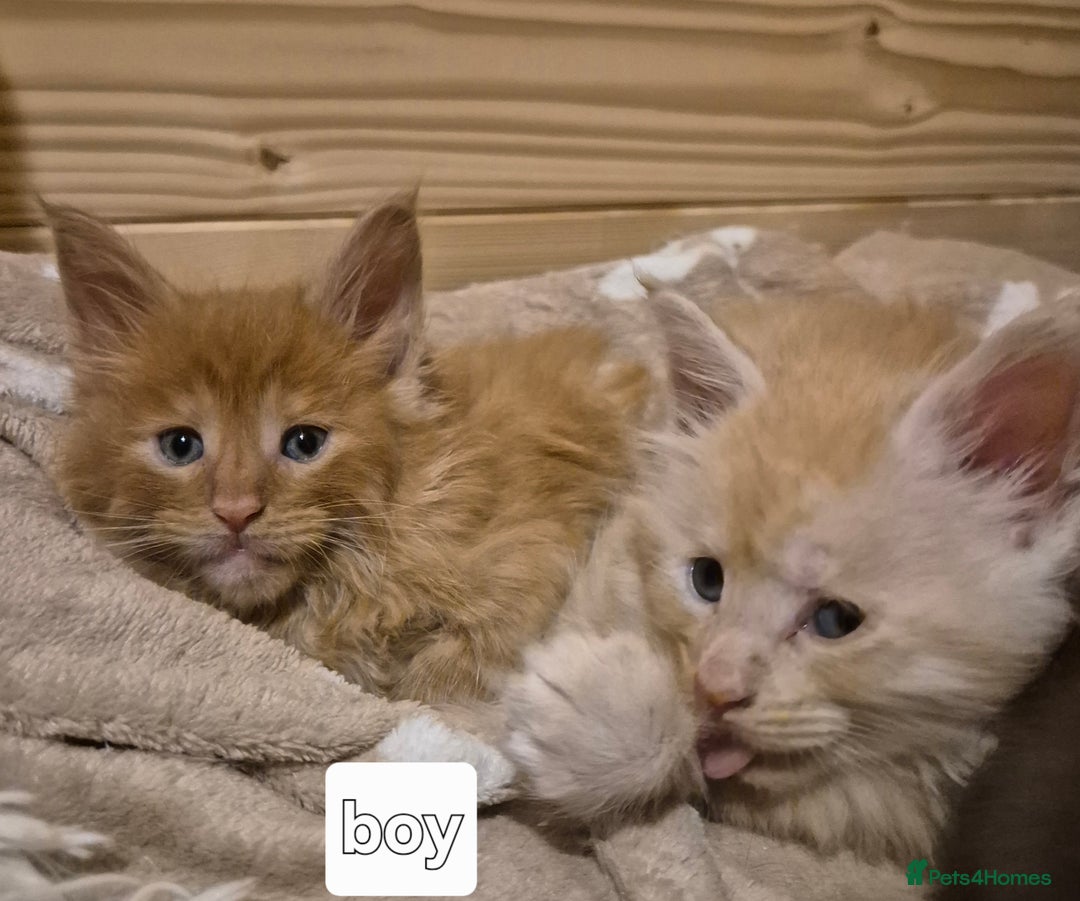 Maine Coon cats for sale: Mein Con - Advert 23