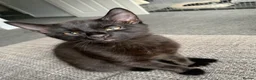 Mixed Breed cats for sale: Beautiful Boy - patiently waiting for forever home - Advert 8