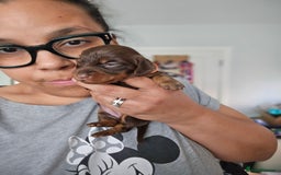 Miniature Dachshund dogs for sale: READY NOW. Rare long haired miniature dachshunds - Image 13