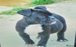 American Bully dogs for sale: Exotic American bully pups blood lines of bitcoin  - Image 4