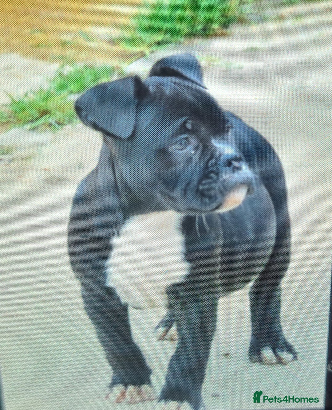 American Bully dogs for sale: Exotic American bully pups blood lines of bitcoin  - Image 4
