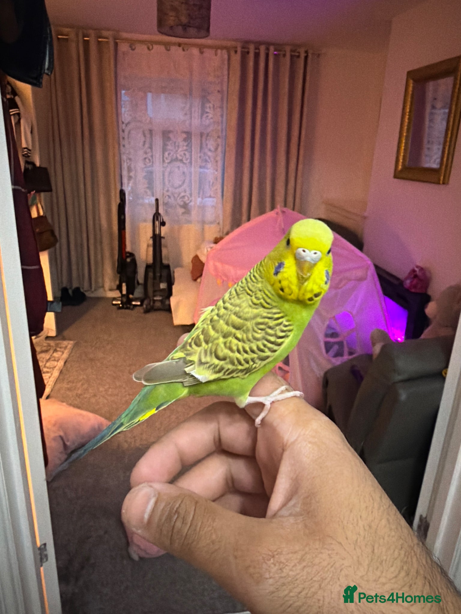 Budgerigars birds Pair budgies for sale  - Advert 1