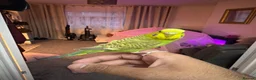 Budgerigars birds for sale: Pair budgies for sale  - Advert 1