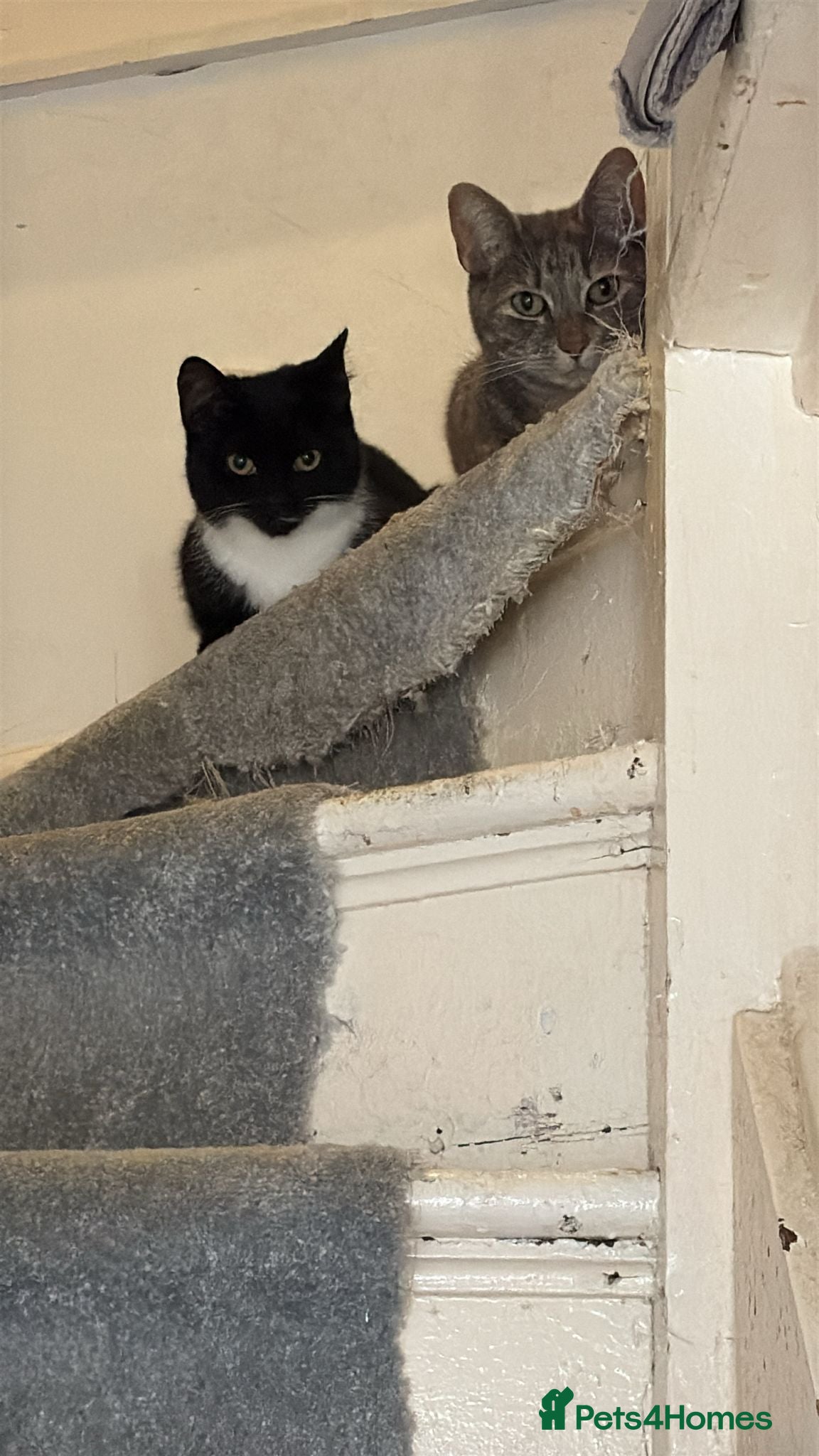 British Shorthair cats Beautiful girl for sale - Advert 7