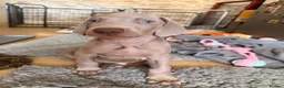Weimaraner dogs for sale: Beautiful KC reg Weimaraner’s forever homes req - Advert 33