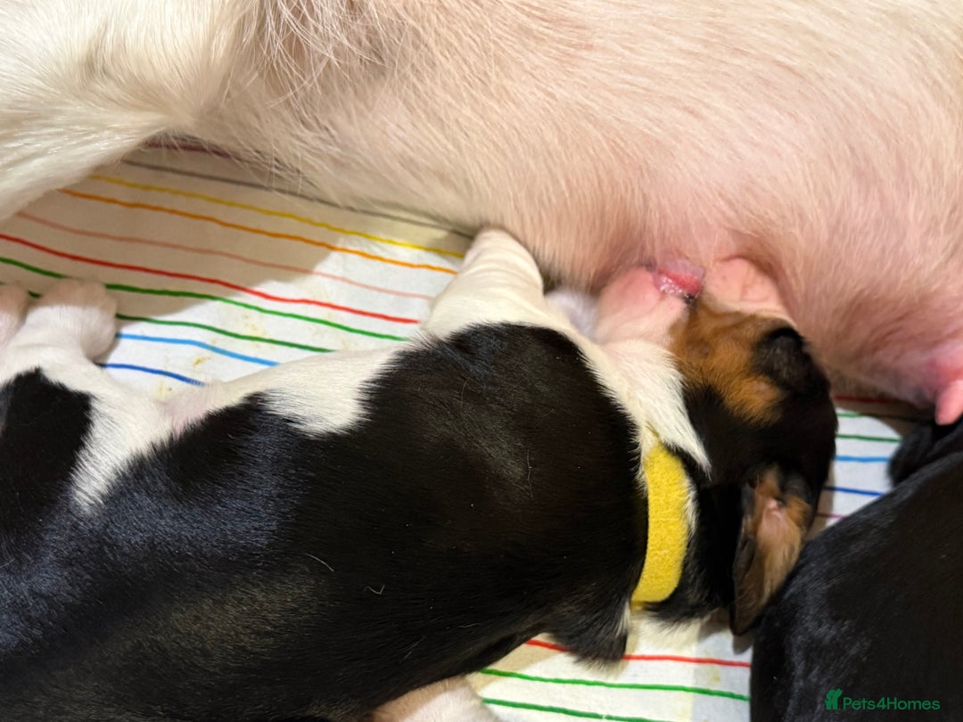 Beaglier dogs for sale: Beautiful Girl Puppies Looking for Loving Homes - Advert 15