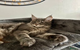 Maine Coon cats for sale: Stunning TICA Registered Maine Coon Boys Available - Image 7