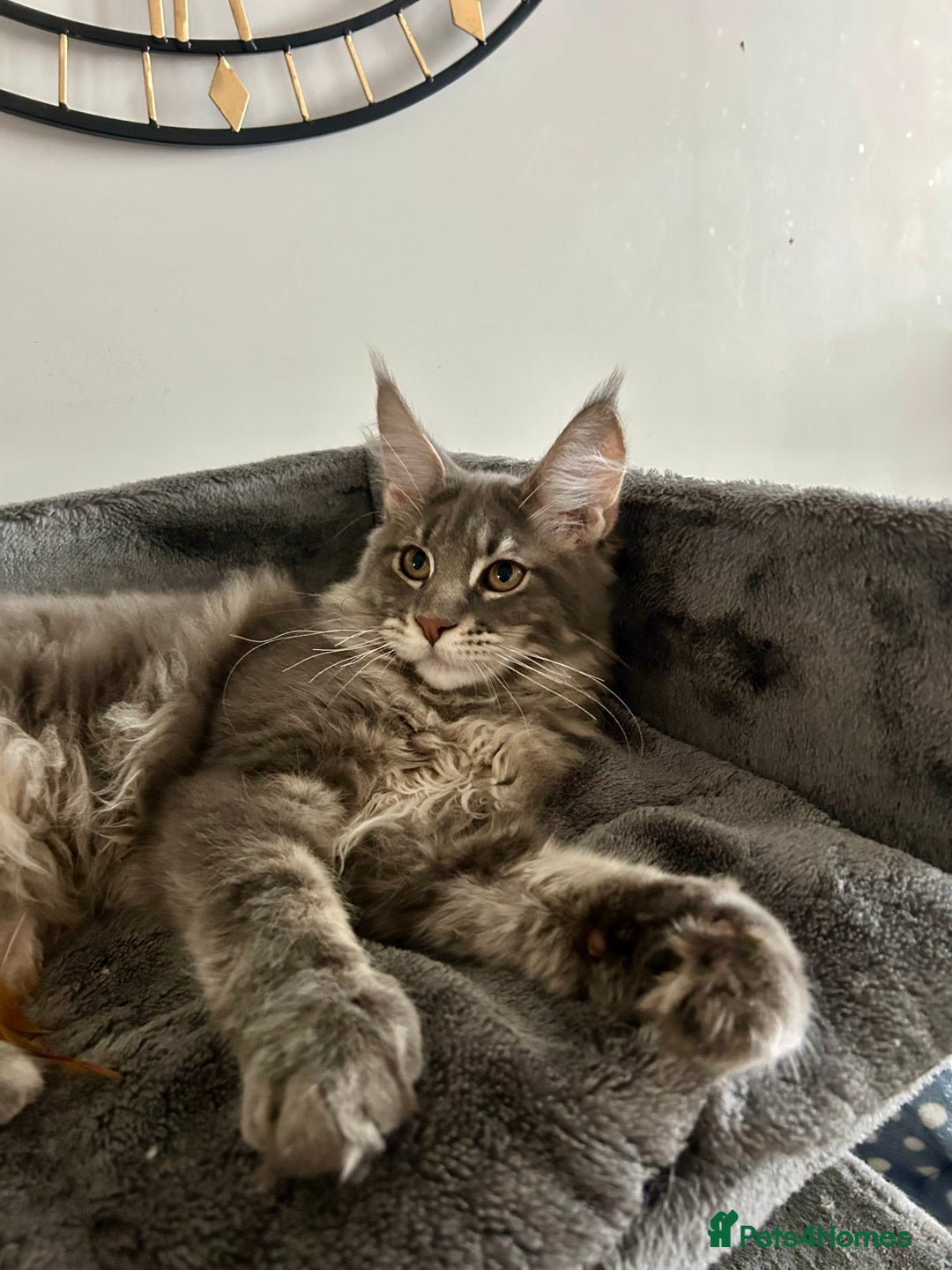 Maine Coon cats for sale: Stunning TICA Registered Maine Coon Boys Available - Image 7