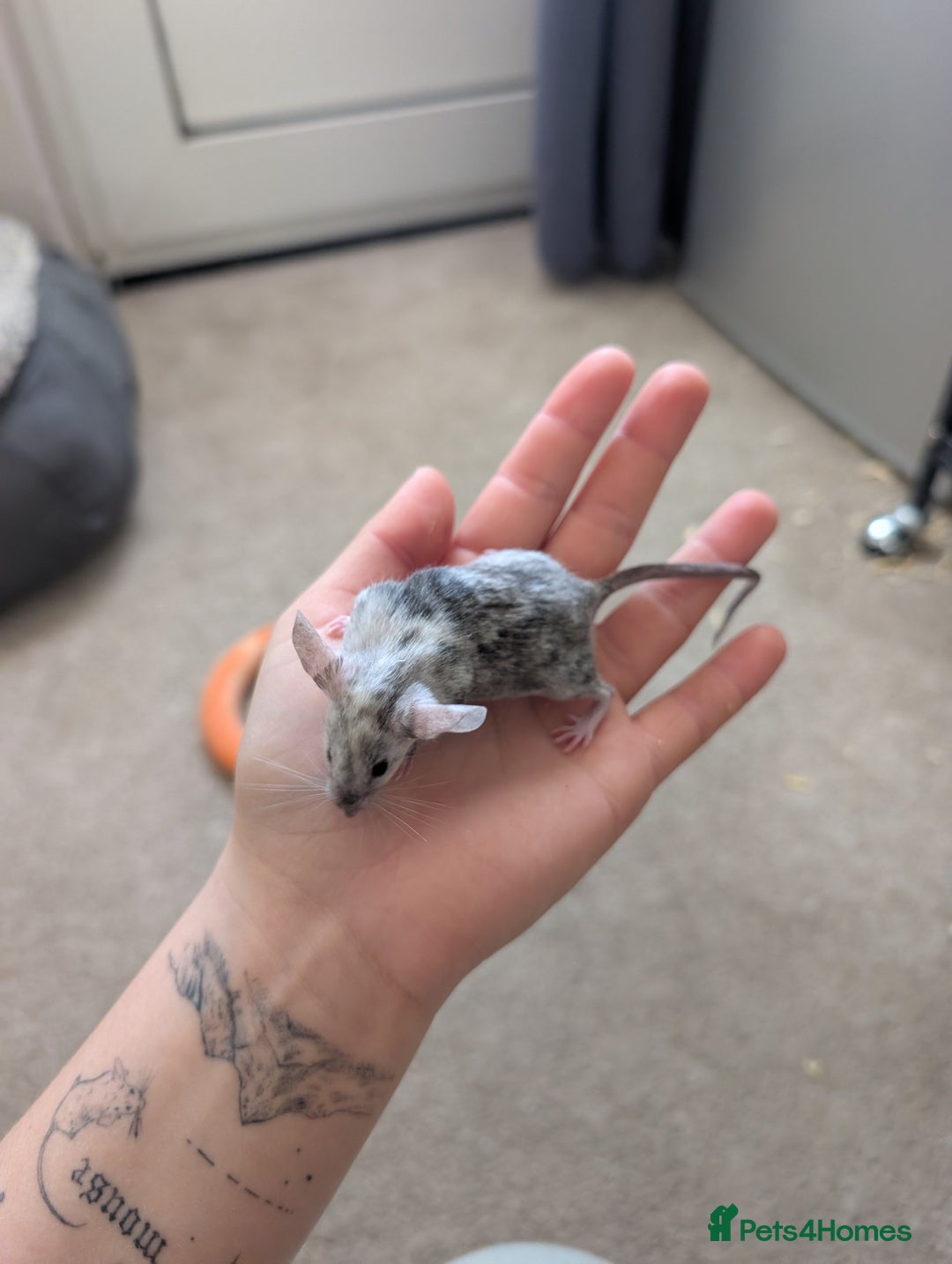 Mouse rodents for sale: Male and female splashed fancy mice  - Advert 4