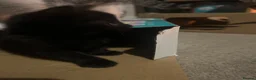 Mixed Breed cats for sale: Beautiful kittens for sale - Advert 8