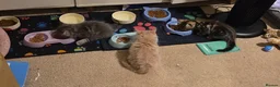 Mixed Breed cats for sale: GORGEOUS KITTENS in Ripon - Advert 9